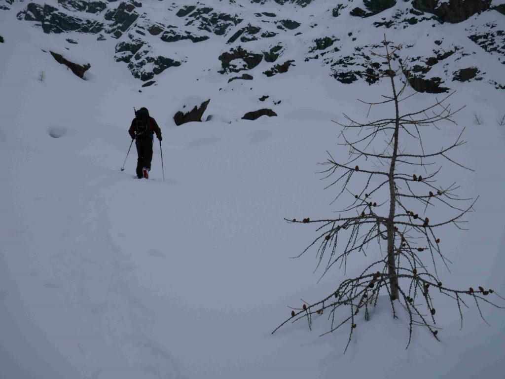 I larici si fanno sempre più radi, sino a scomparire oltre i 2300 metri. Foto Michele Comi