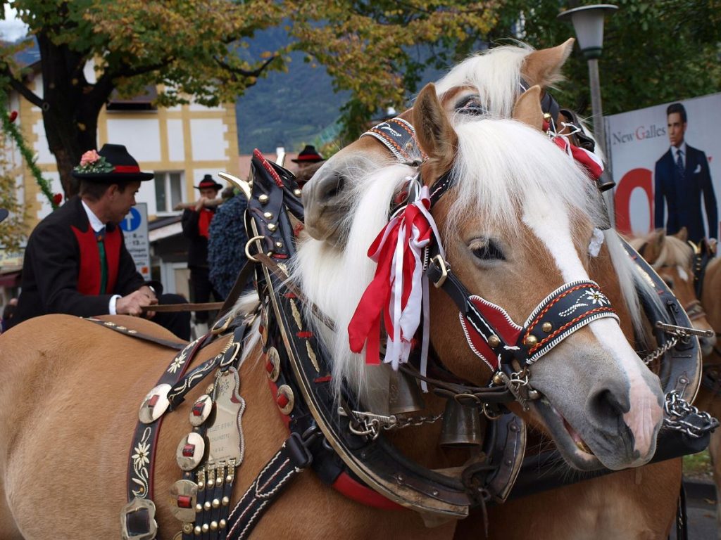 I tipici cavalli Haflinger