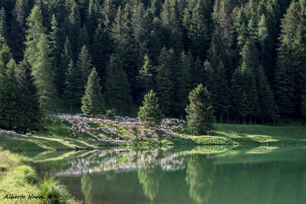 Il Lago artificiale di Lova, circondato da una foresta di abeti rossi. Foto Alberto Nardi
