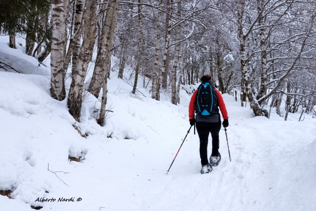 In cammino tra le betulle all