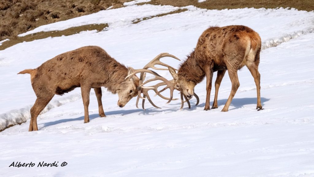 La Val Grande è tra le aree del Parco dello Stelvio con la maggior concentrazione di cervi. Foto Alberto Nardi