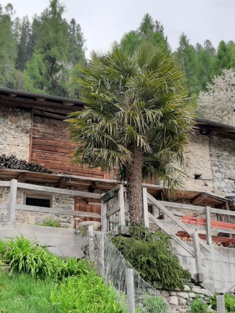 La palma più antica del Primiero. Foto Stefano Gaio