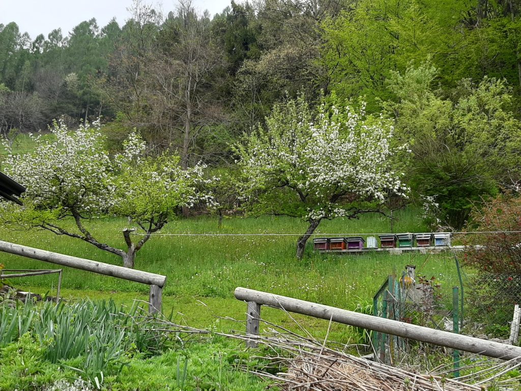 Meli antichi. Foro Stefano Gaio
