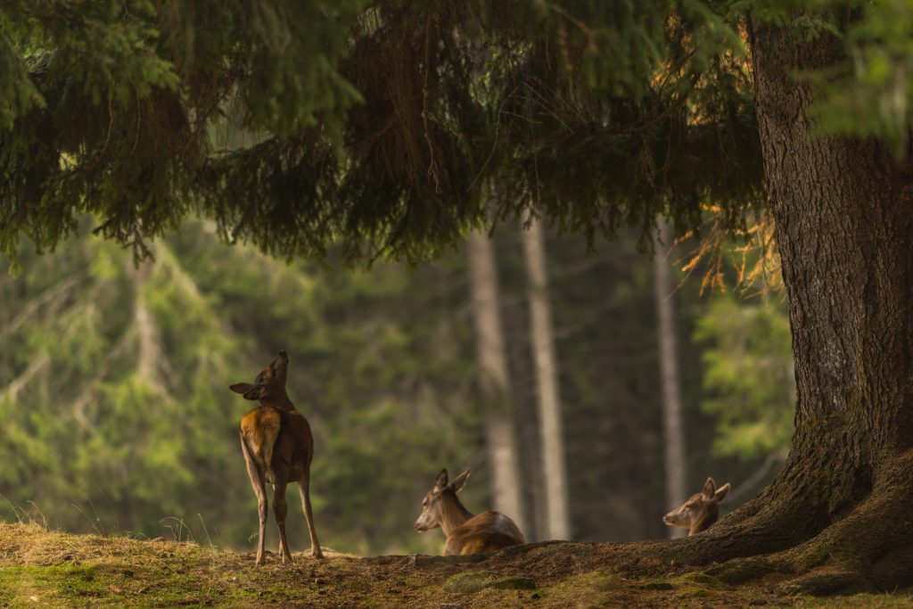 Nella Foresta del Cansiglio @ AdobeStock