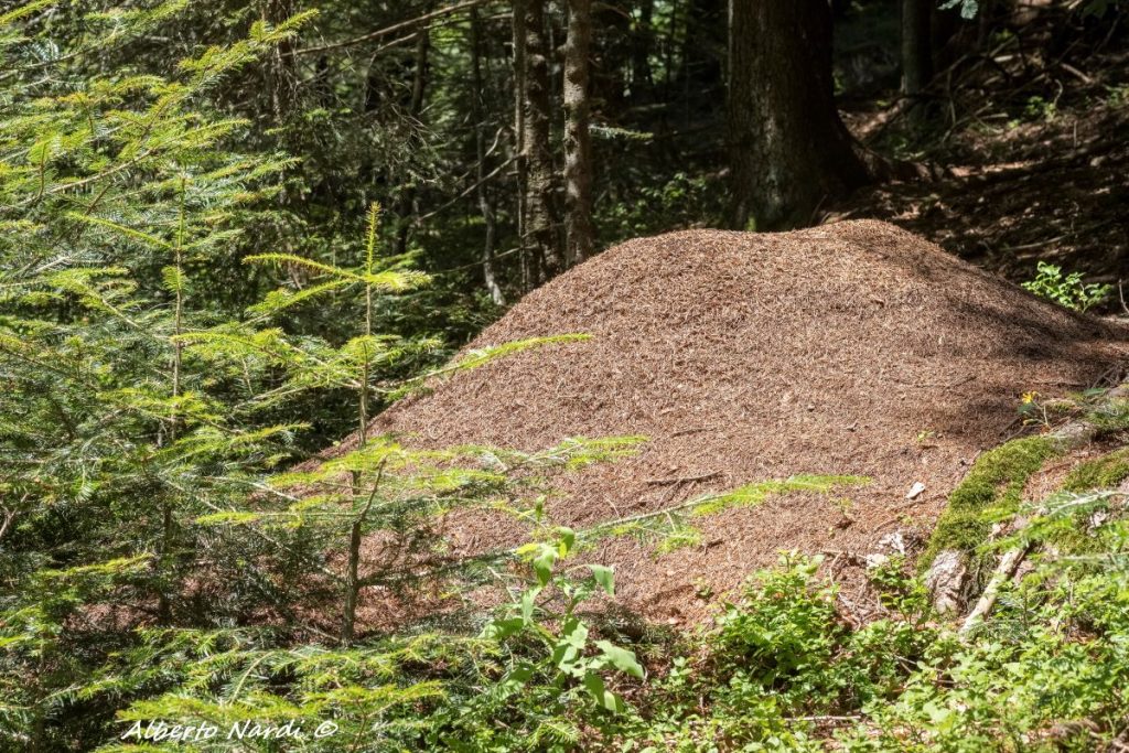 Acervo di Formica rufa nella Riserva naturale dei Bosci del Giovetto. Foto Alberto Nardi