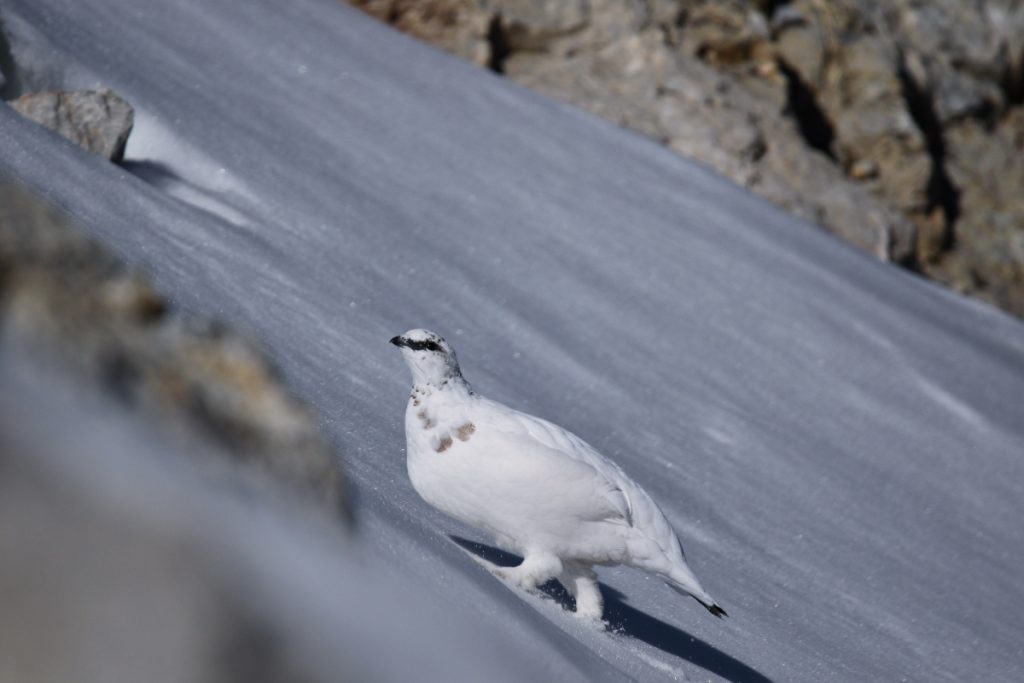 Pernice bianca @AdobeStock