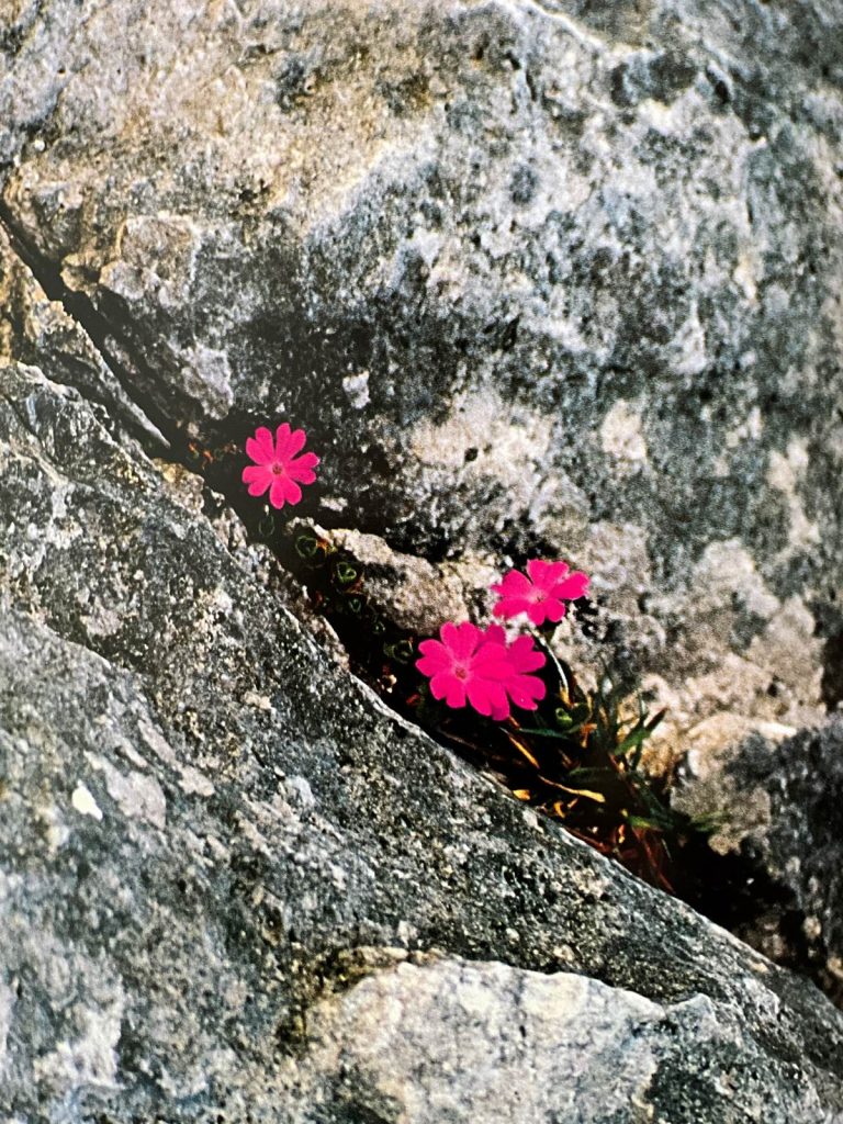 Primula tirolese (Primula tyrolensis). Foto Massimo Spampani