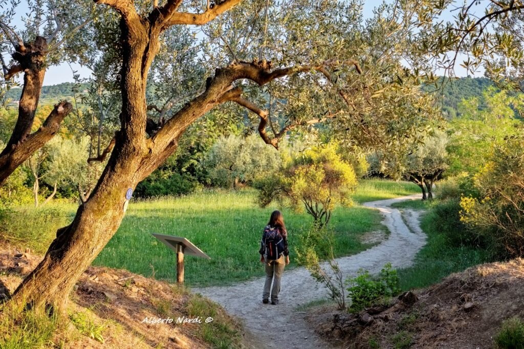 Si cammina per lunghi tratti tra gli ulivi. Foto Alberto Nardi