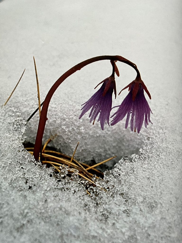 Soldanella alpina. Foto Massimo Spampani