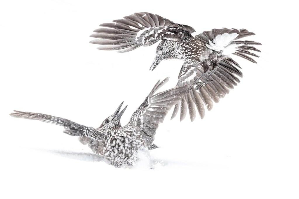 Sulle nevi della discordia, l