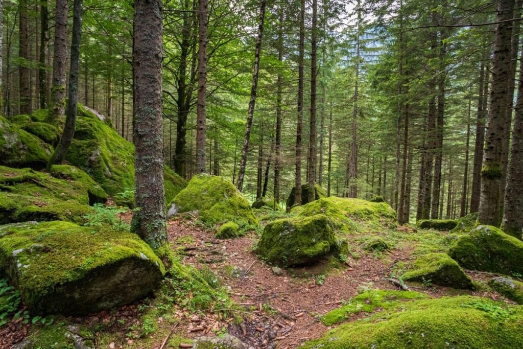 Tra i boschi della Val Masino (SO) @ AdobeStock