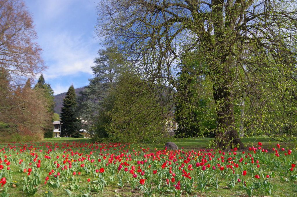 Tulipani nel Parco di Levico Terme