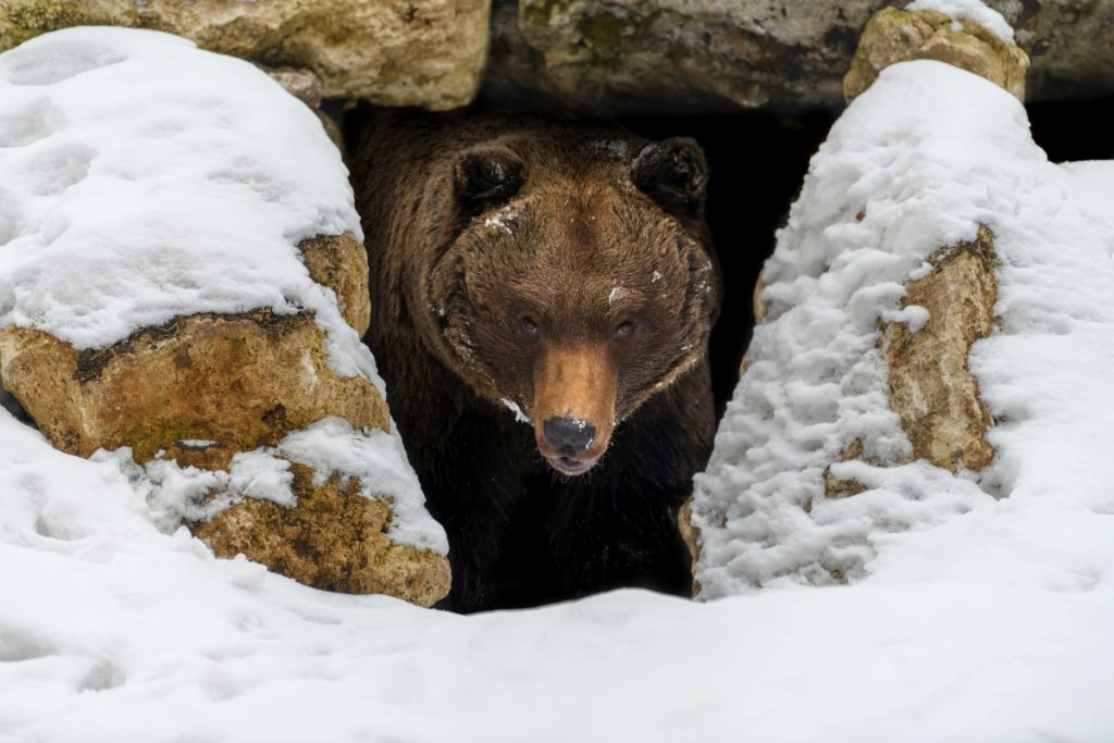Un orso esce dalla tana dove stava trascorrendo il periodo di ibernazione. @ AdobeStock