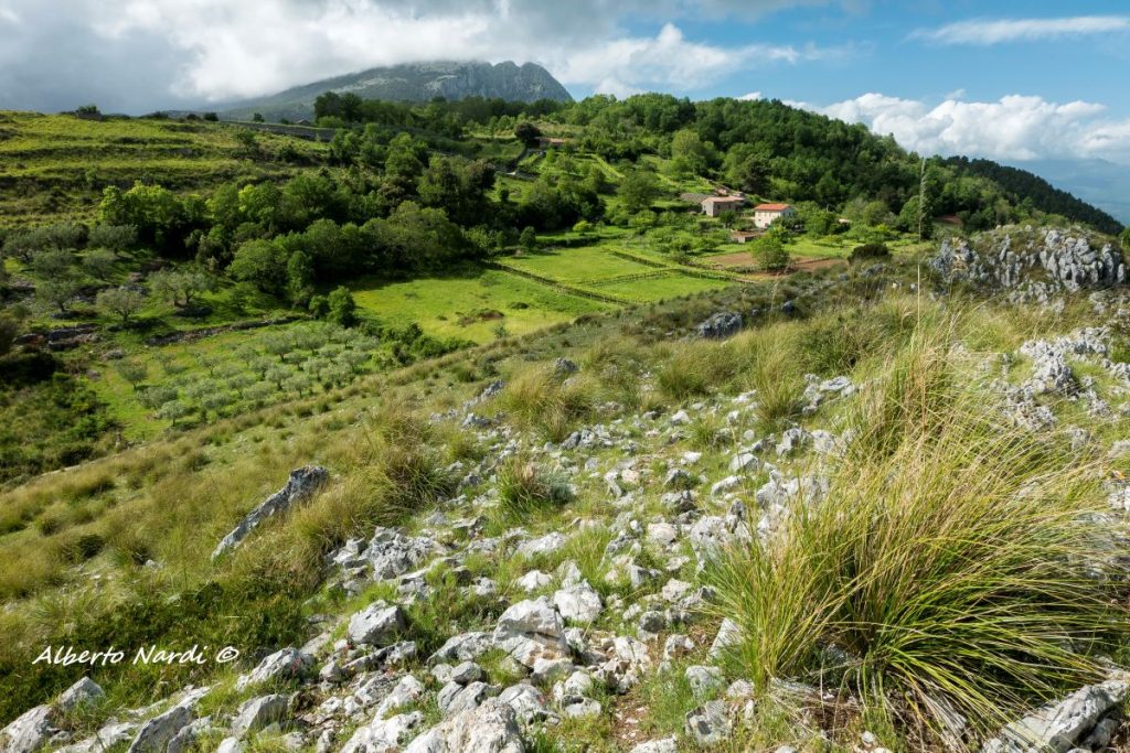 Vifìgne e uliveti lungol