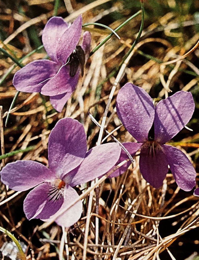 Viola irta (Viola hirta). Foto Massimo Spampani