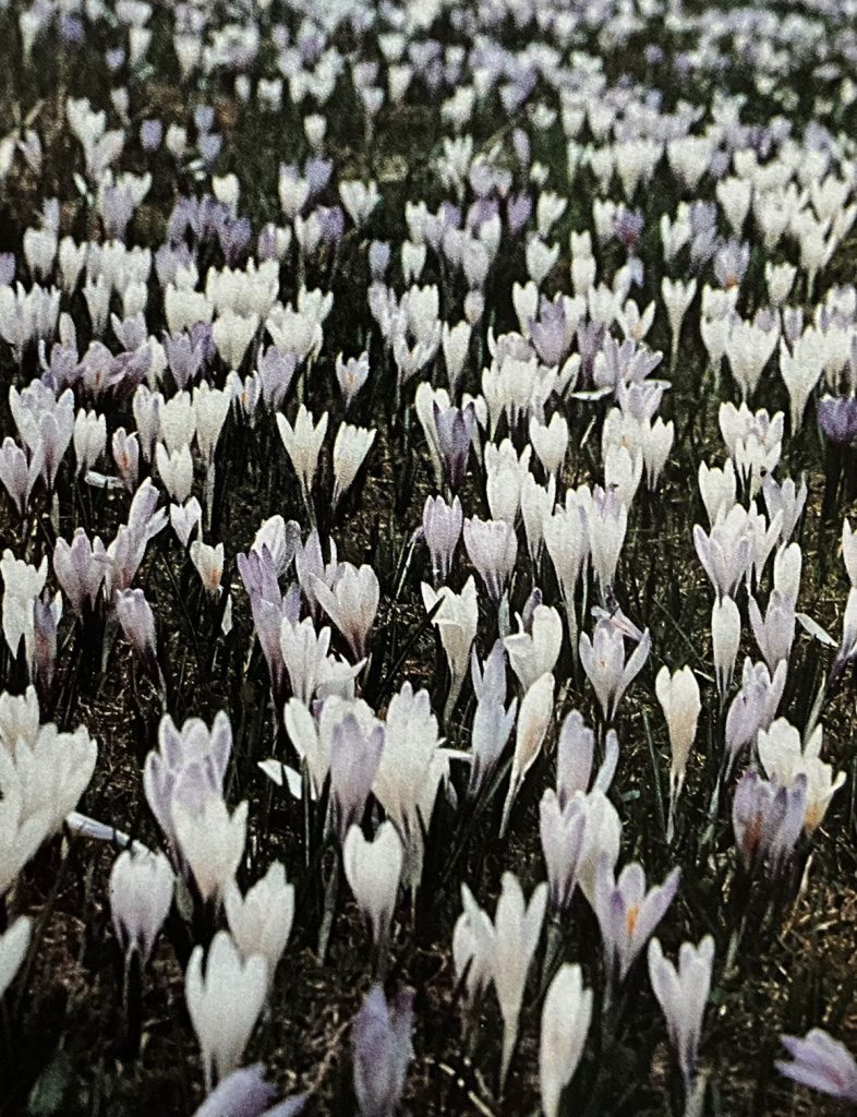 Zafferano alpino (Crocus albiflorus). Foto Massimo Spampani