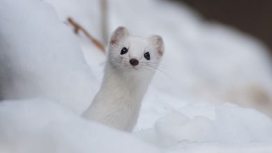 Un ermellino con l'abito di stagione @AdobeStock