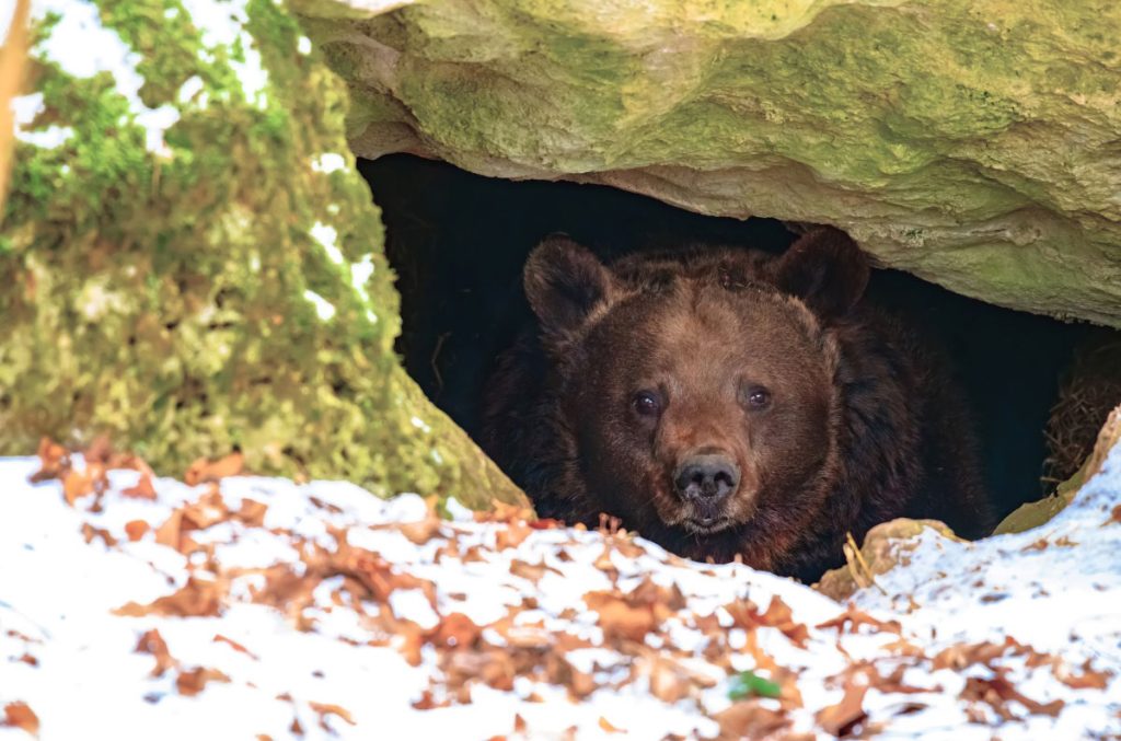 Un primo sguardo fuori dalla tana. @AdobeStock