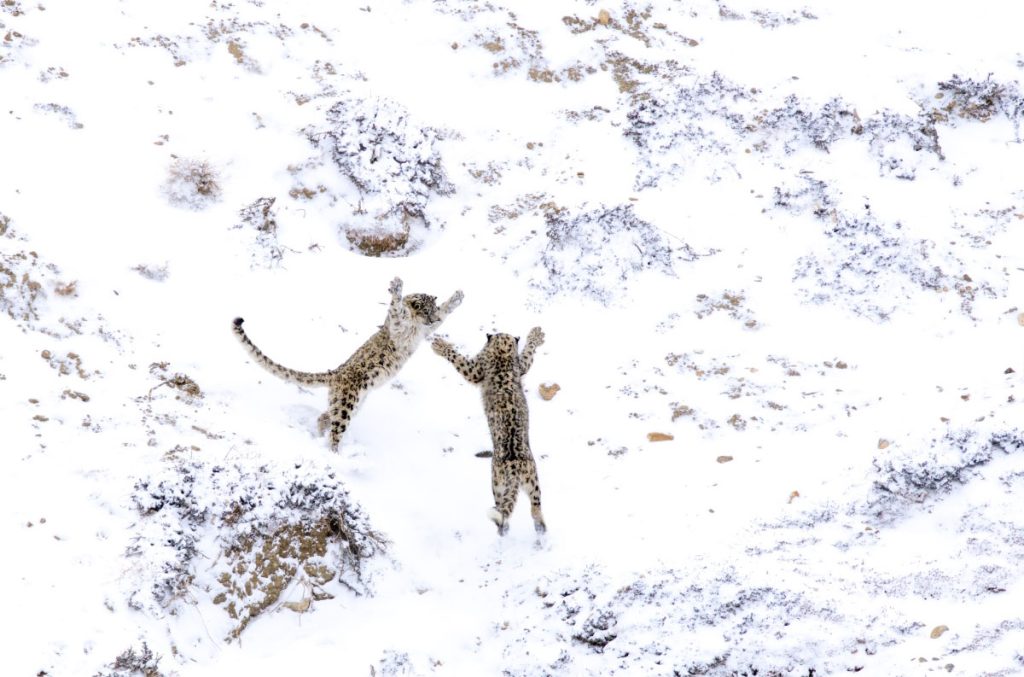 Due leopardi delle nevi giocano nei pressi di Kibber, in India. Foto Luca Romani