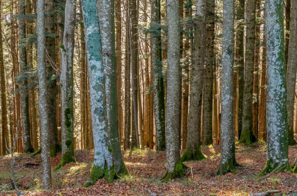 Nel Parco Nazionale delle Foreste Casentinesi @ AdobeStock