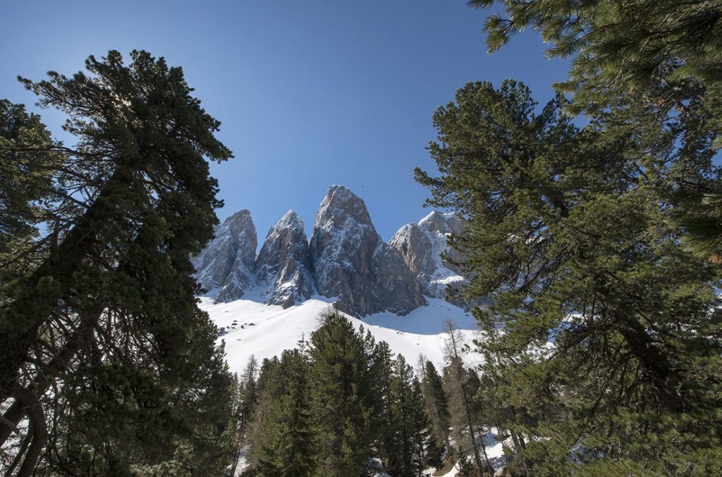 Le Odle spuntano dal fitto del bosco. Foto Roberto Carnevali