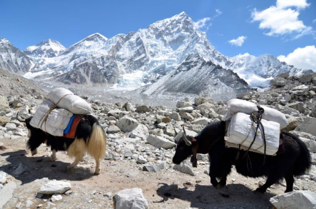 Trasporto materiale con gli yak verso il Campo base dell'Everest. Foto Seven Summit Treks