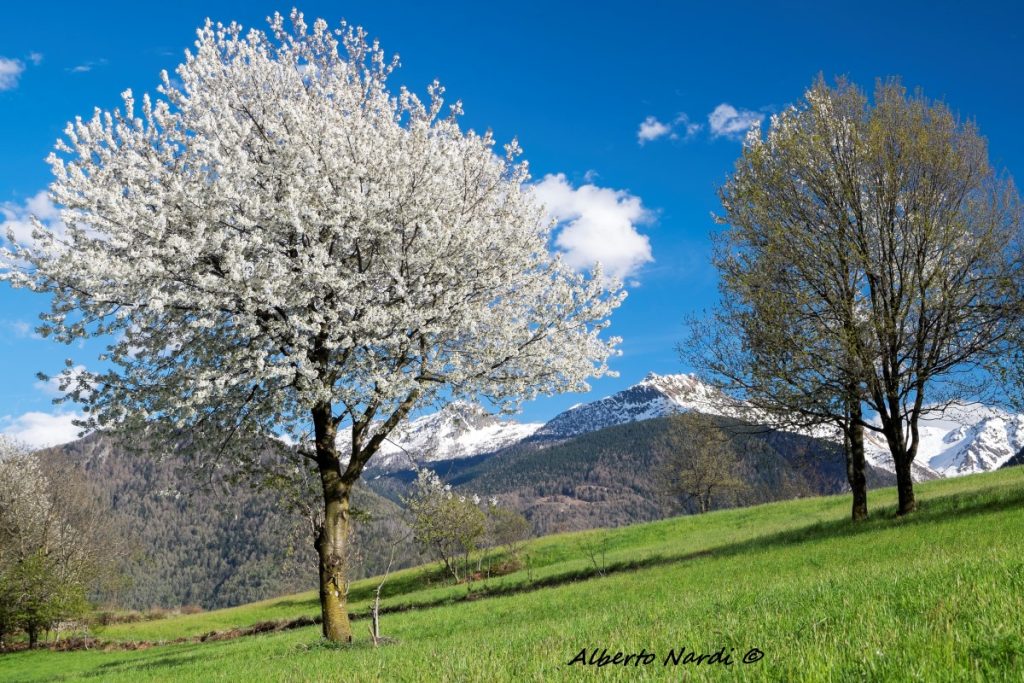Un ciliegio in fiore nei pressi di Teglio. Foto Alberto Nardi