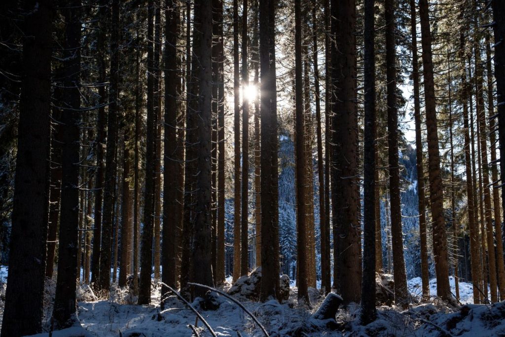 Anche le foreste altoatesine sono molto apprezzate dai produttori dei film