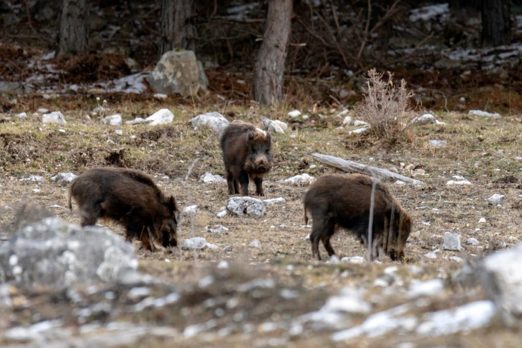 Anche se i cinghiali sono in branco il pericolo è limitato @AdobeStock