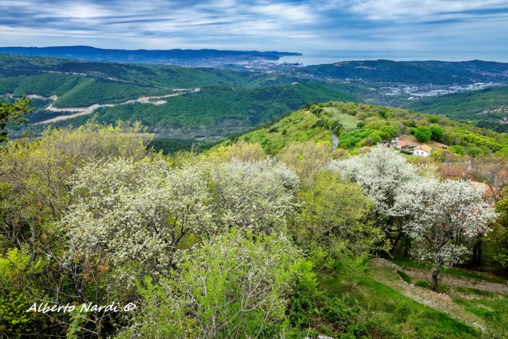 Ciliegi in fiore presso il Castello di San Servolo. Sullo sfondo il Golfo di Trieste. Foto Alberto Nardi