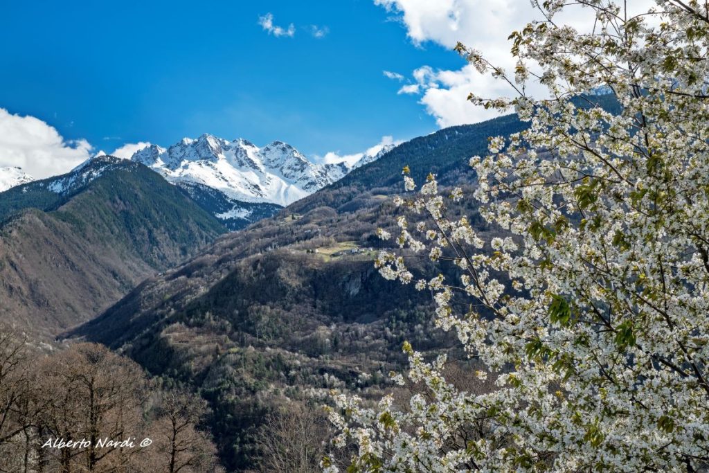 Ciliegi in fiore. Sullo sfondo le Alpi Orobie. Foto Alberto Nardi
