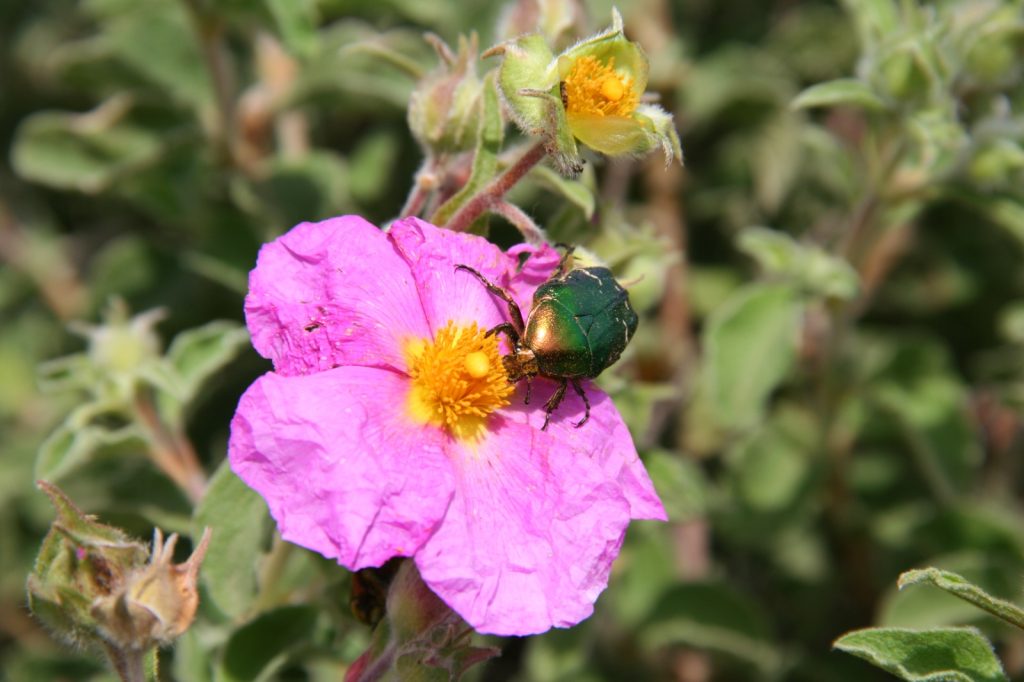 Coleottero cetonia su fiore di cisto