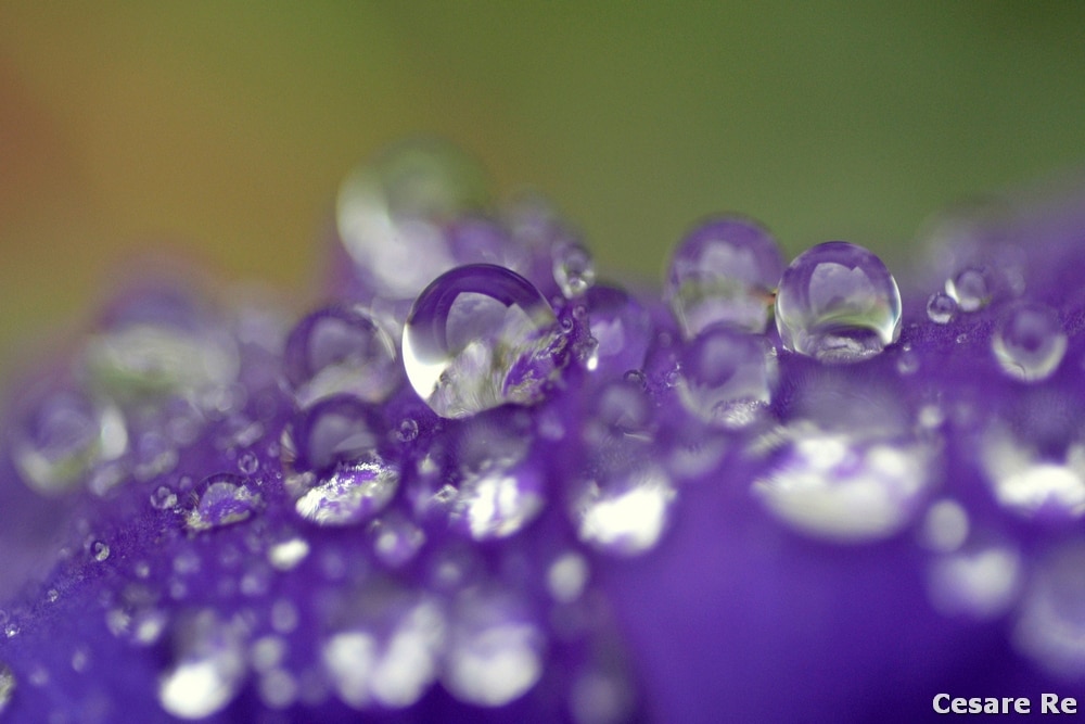 Macro di gocce d'acqua. Treppiede indispensabile per qualsiasi immagine di questo tipo. Nikon D850; Nikkor 105 2,8 afd; tubo di prolunga. Flash SB 900; treppiede; f16; 1/125. 