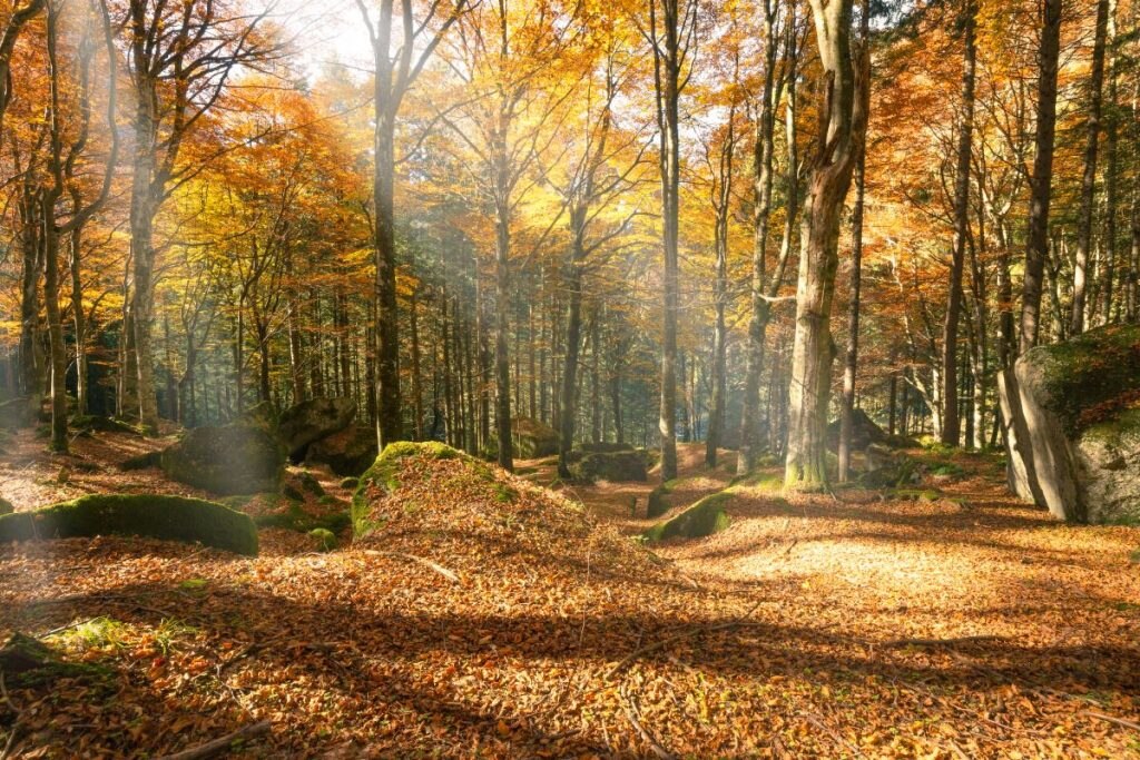 Faggeta in veste autunnale @ AdobeStock