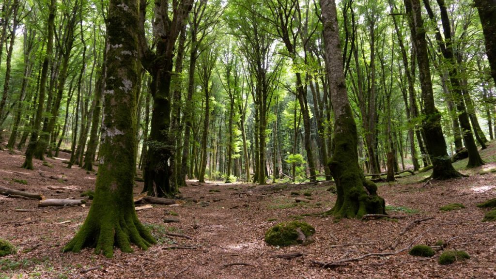 Faggeta nei Monti Cimini, in Lazio @ AdobeStock