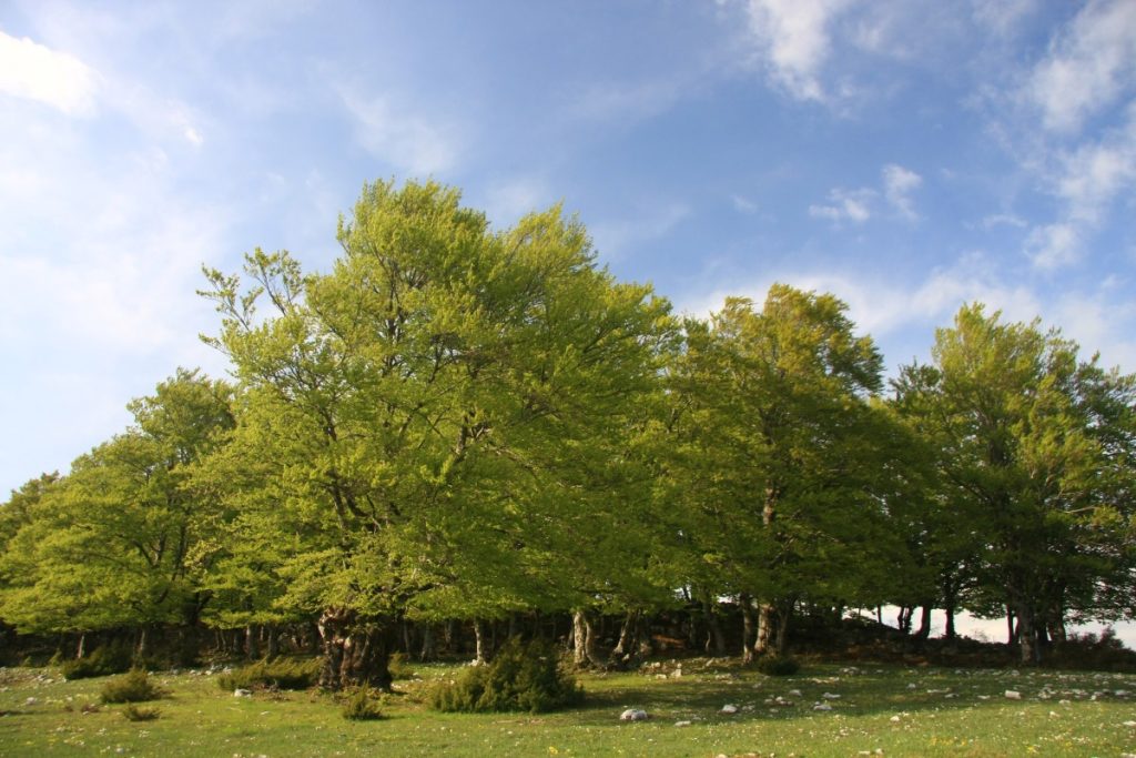 Faggi in Abruzzo @ AdobeStock