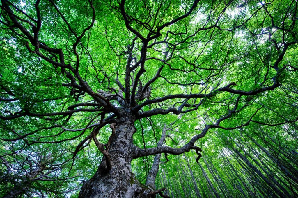 Faggio secolare nella foresta del Ventasso @ AdobeStock