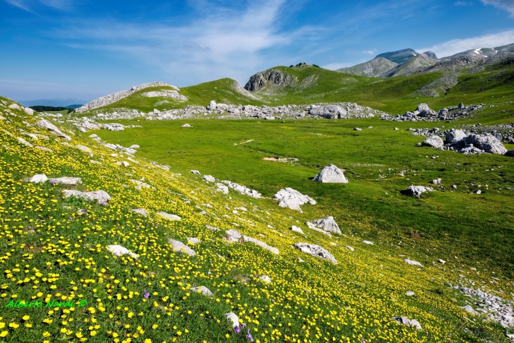 Fioritura di ranuncoli sul Piano di Fonte Fredda. Foto Alberto Nardi