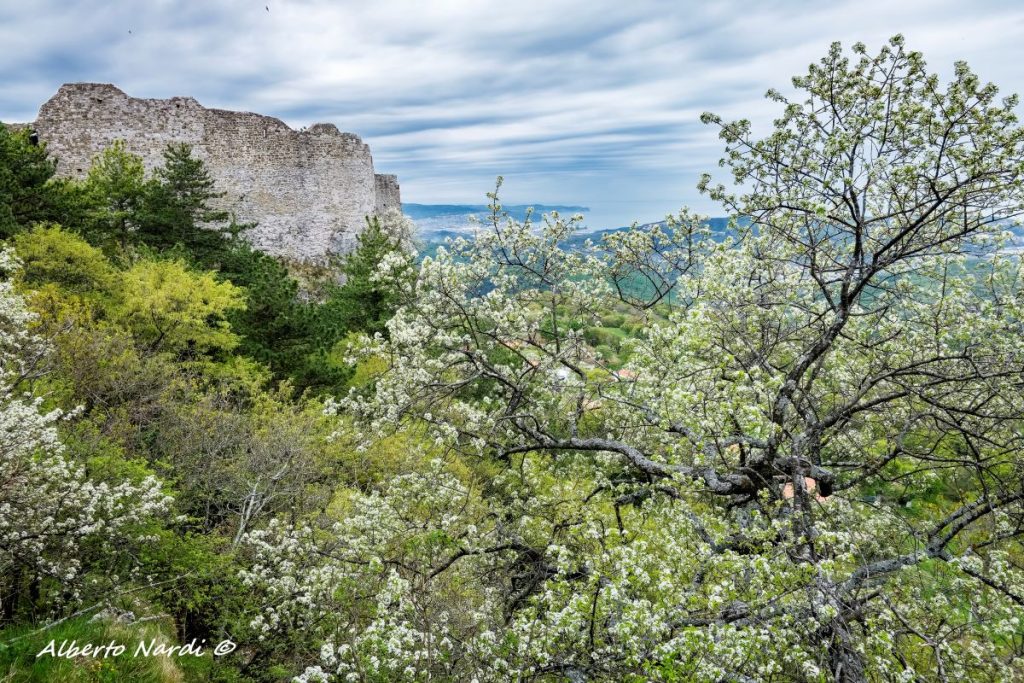 Fioriture di ciliegio canino davanti al Castello di San Servolo. Foto Alberto Nardi