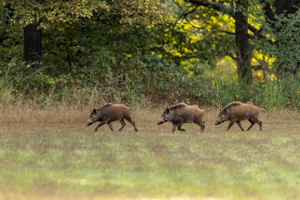 I cinghiali tendono ad evitare l