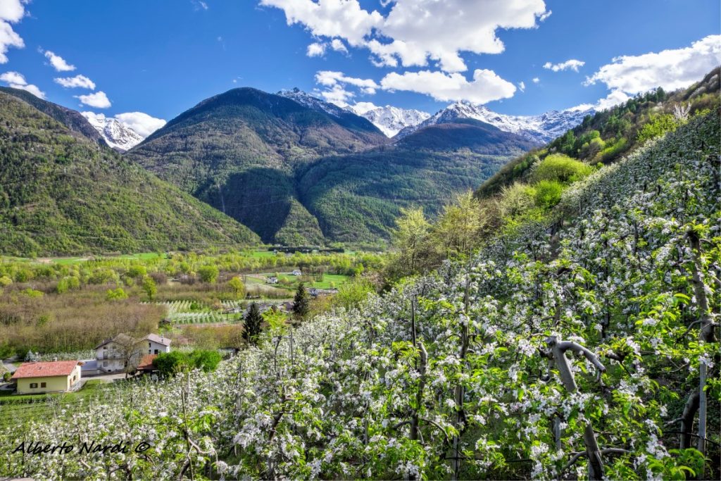 La fioritura dei meli a Boalzo, presso Teglio. Foto Alberto Nardi