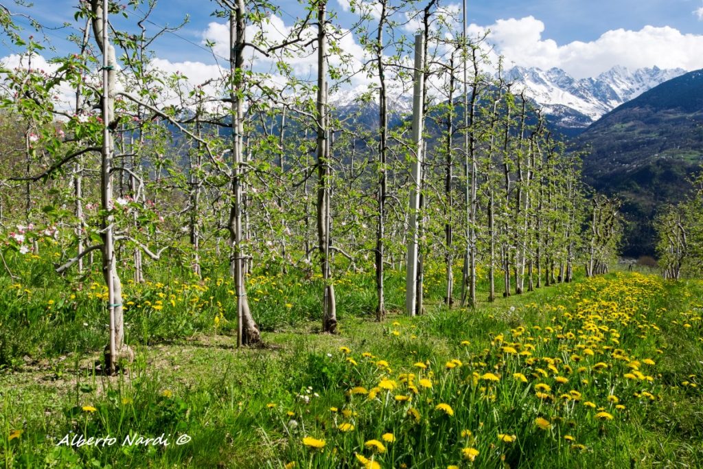 La fioritura di pratoline e tarassaco accompagna quella dei meli. Foto Alberto Nardi