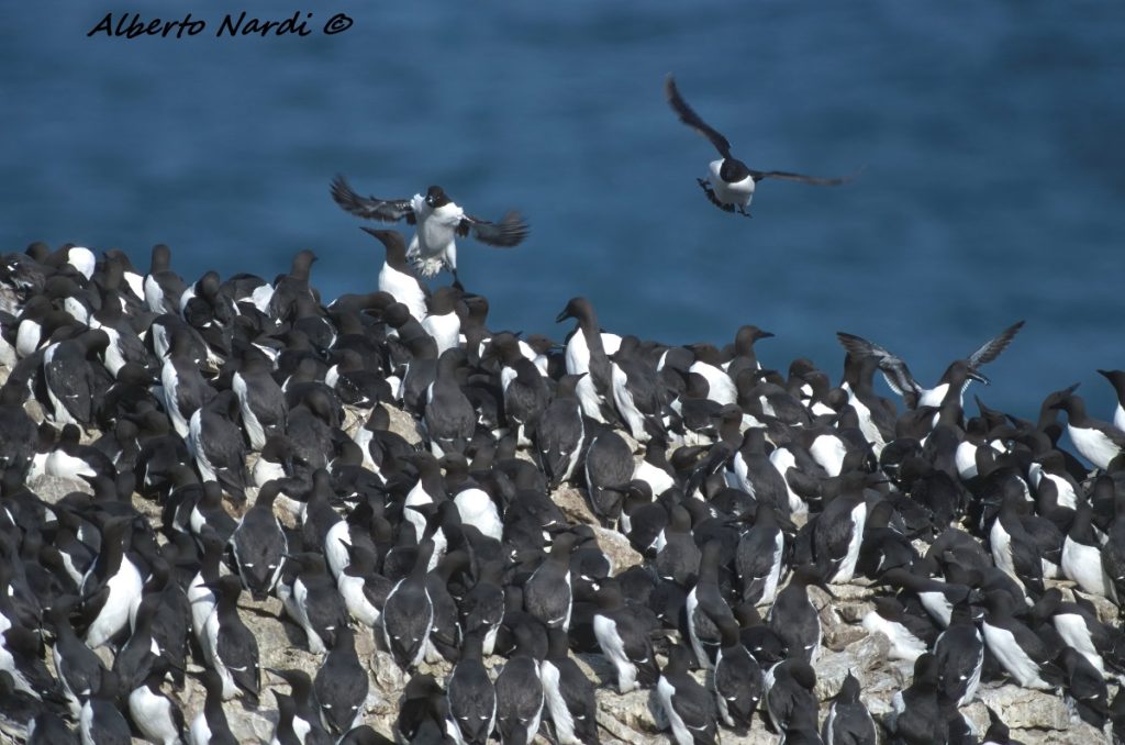 Le Urie delle Star Rocks. Foto Alberto Nardi