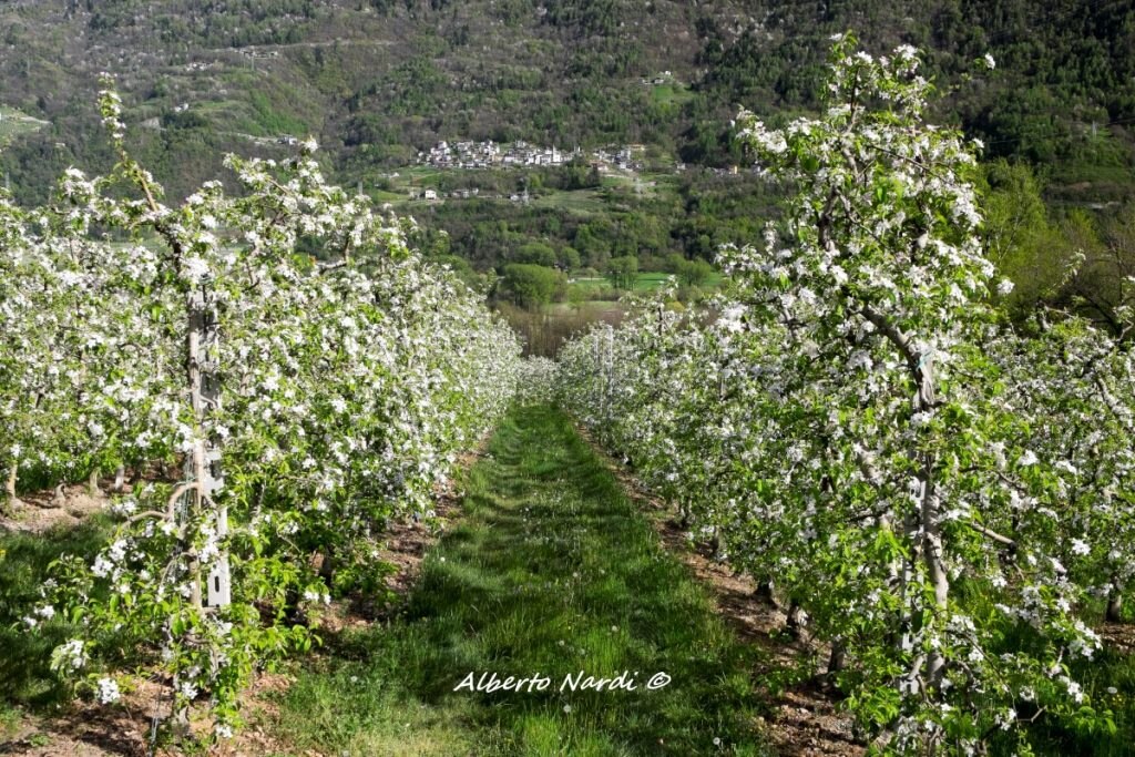 Lo spettacolo dei meleti in fiore in Valtellina. Foto Alberto Nardi