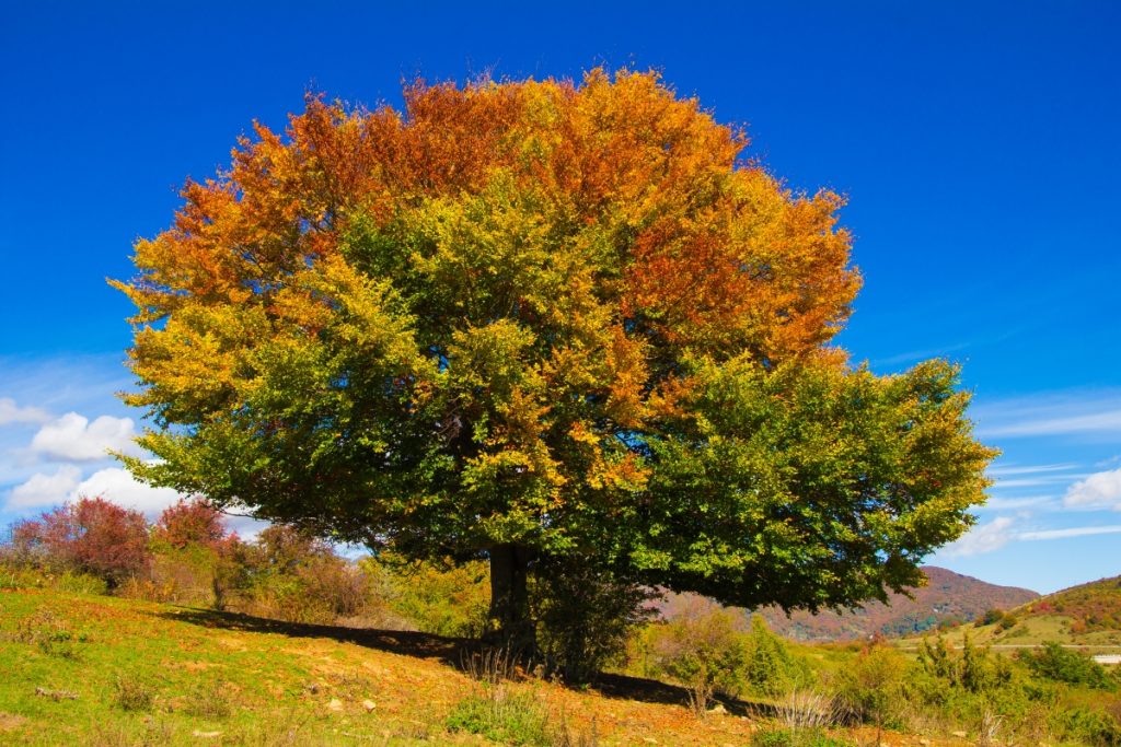 Lo spettacolo di un faggio solitario all