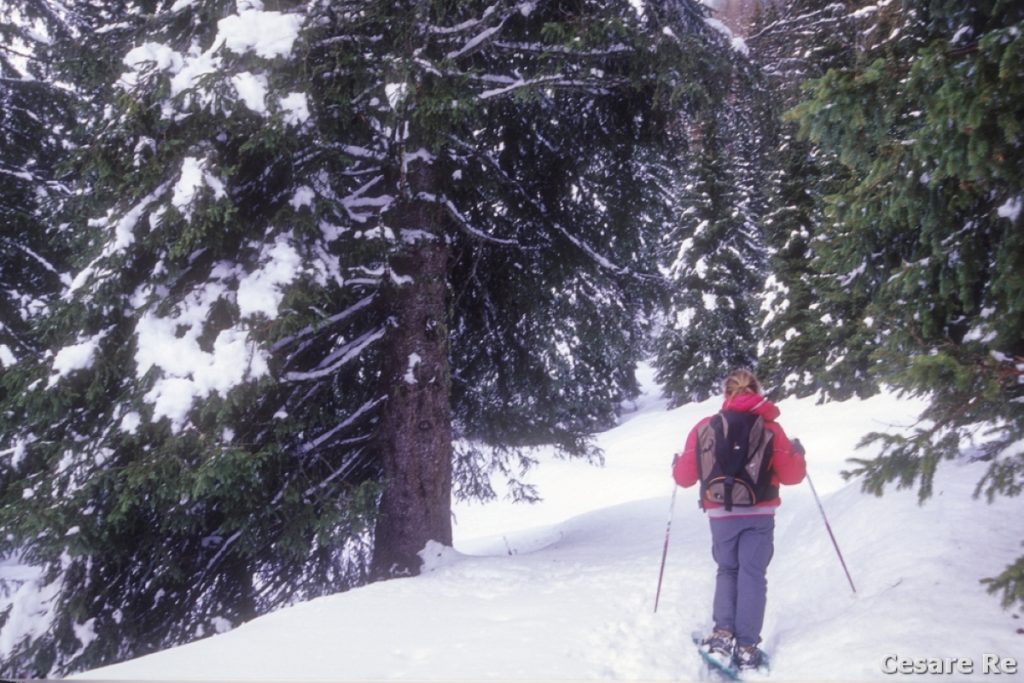 Lunghi tratti tra vaste foreste di conifere. Foto Cesare Re