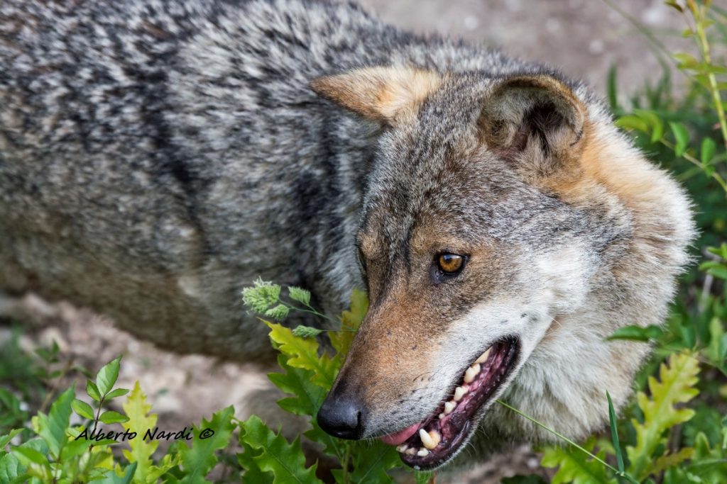 Lupo grigio appenninico. Foto Alberto Nardi