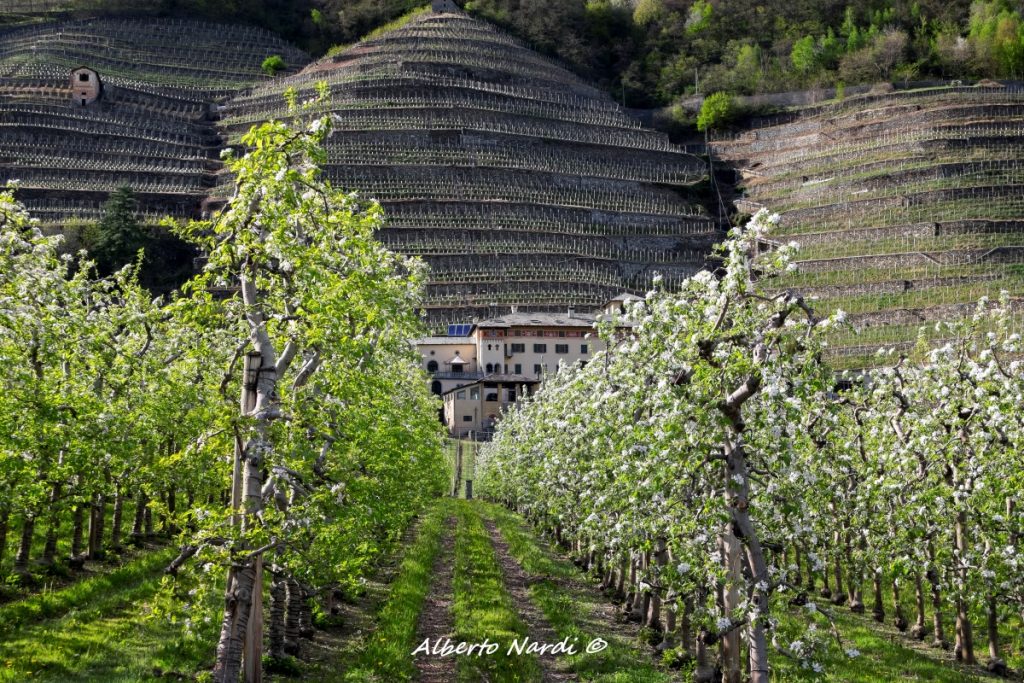 Meli in fiore e vigneti della Tenuta La Gatta. Foto Alberto Nardi