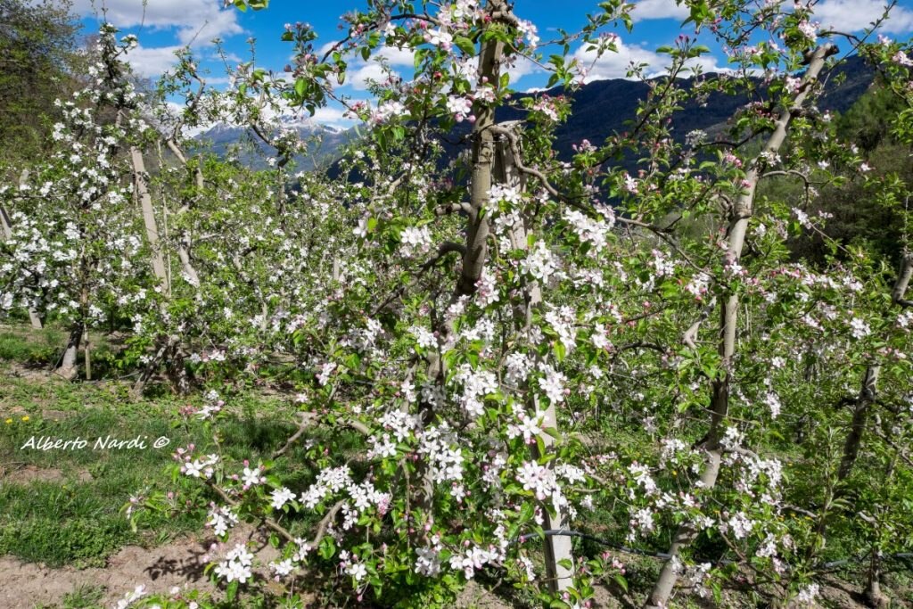 Meli in fiore. Foto Alberto Nardi