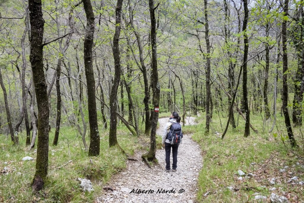 Nel bosco della Val Rosandra. Foto Alberto Nardi